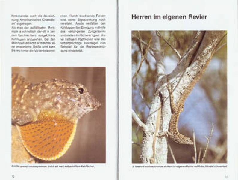 Preview: Karibische Anolis